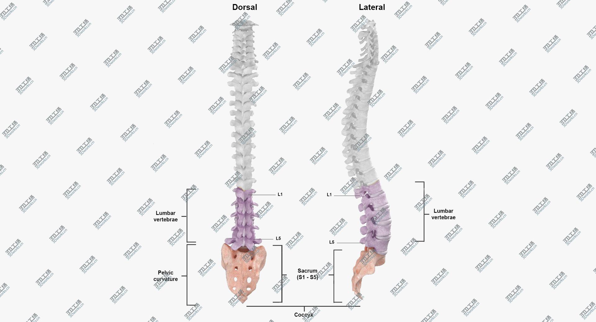 images/goods_img/2021040234/Real Human Lumbar and Sacrum Vertebrae L1 to S5 Bones With Intervertibral Disks 01 model/3.jpg